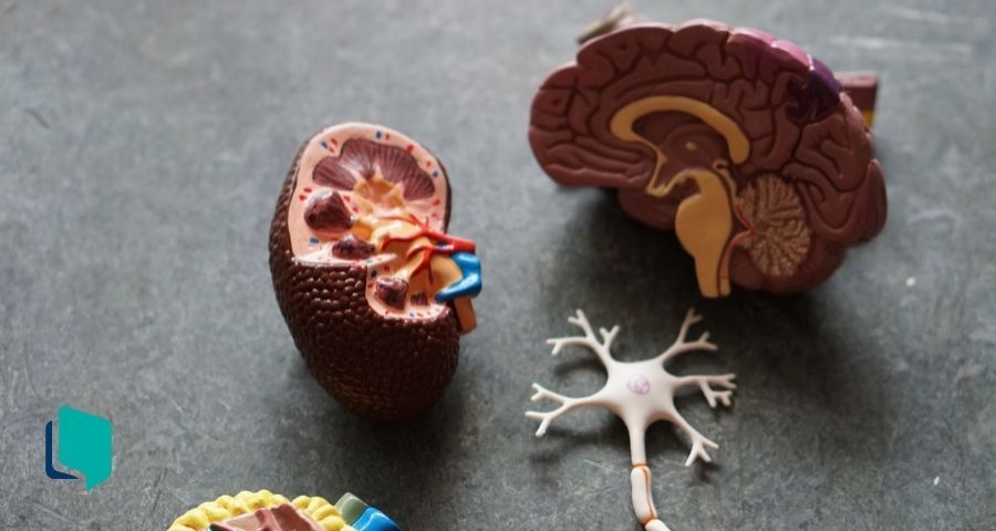 Objeto em formato de cérebro e sinapses expostos em uma mesa representando a aprendizagem significativa.